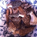 Blonde Morels used in this dish Blonde Morels used in this dish